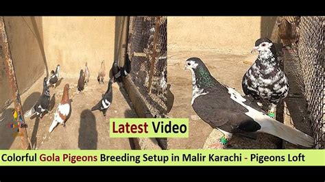 Colorful Gola Pigeons Breeding Setup In Malir Karachi Pigeons Loft