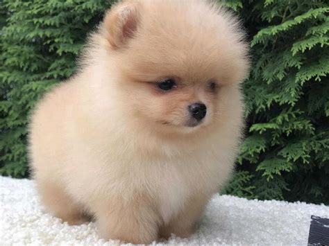 Померанский Шпиц на продажу по цене 15000₽ в Москве — объявление №45029 ...