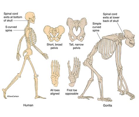 Gorilla Vs Human