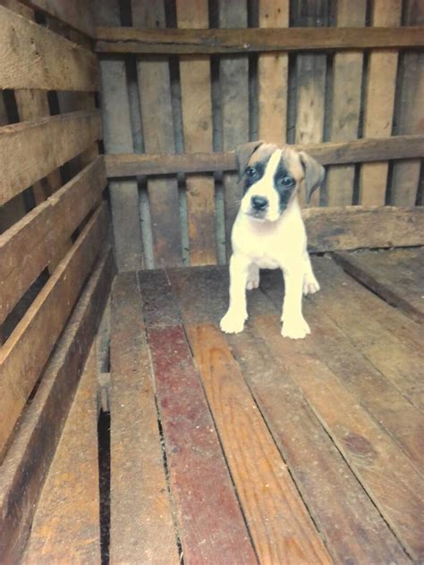 Boerboel Puppies Available Piebald, Fawn And Brindle - Pets - Nigeria