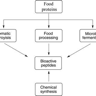 (PDF) Bioactive peptides: A review