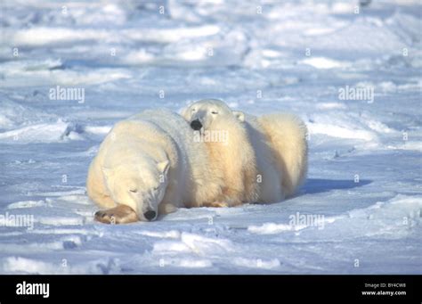 Polar Bear Ursus Maritimus Pair Sleeping On The Icy Shore Churchill