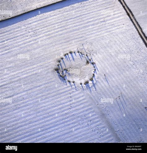 Aerial image of Castlerigg Stone Circle, a prehistoric monument in snow, near Keswick, Lake ...