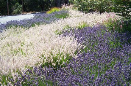 Of The Best Drought Resistant Grasses For A Greener Lawn