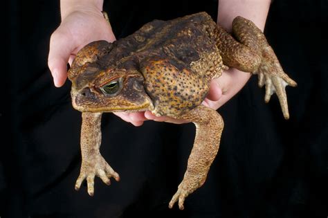 Toad Vs Frog Do You Know The Difference Iflscience