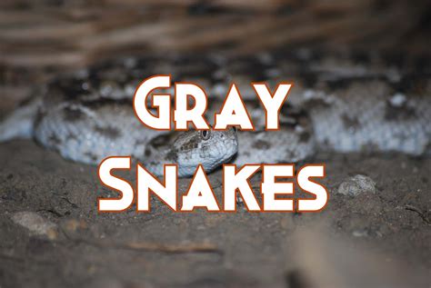 18 Gray Snakes You May See (Some Species Are Venomous)