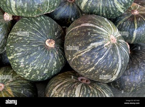 Cosechado Kabocha Zapallo Cucurbita Maxima O Moschata Tambi N