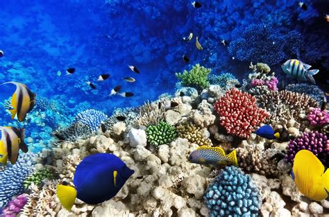 Underwater World Fish Corals Hd Wallpaper Rare Gallery