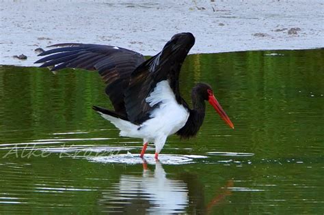 Schwarzstörche Ciconia nigra zu Gast am Frießnitzer See NABU Gera