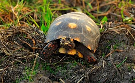 10 BEST Pet Tortoise Species for Beginners (With Pictures!)