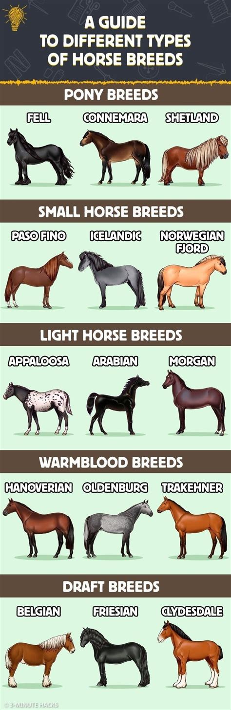 The Different Types Of Horses Are Shown In This Chart And Each Horse