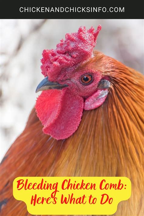 Bleeding Chicken Comb Heres What To Do Chicken Chicks Info