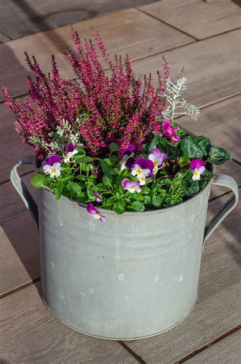 25 best winter plants for pots and container gardens - Growing Family