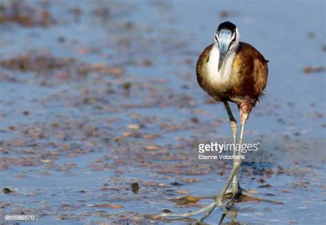 Jacana 1 Photos And Premium High Res Pictures Getty Images