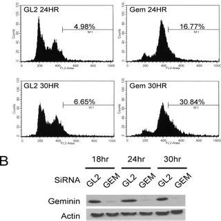 Time Course Of Checkpoint Kinase Activation After Geminin Depletion In