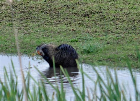 Nutria Invasive Species Master Northwest Wildlife Online