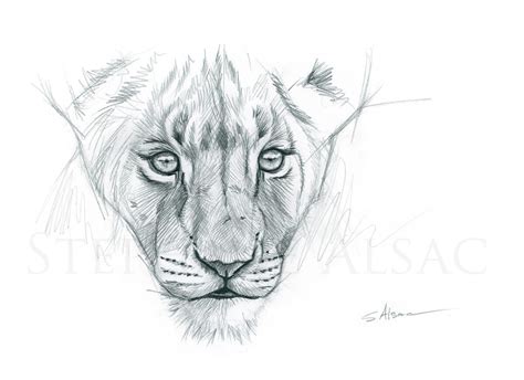 Pencil Drawings Of Lion Cubs