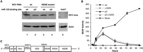 Modulation Of Hepatitis C Virus Rna Abundance By A Liver Specific