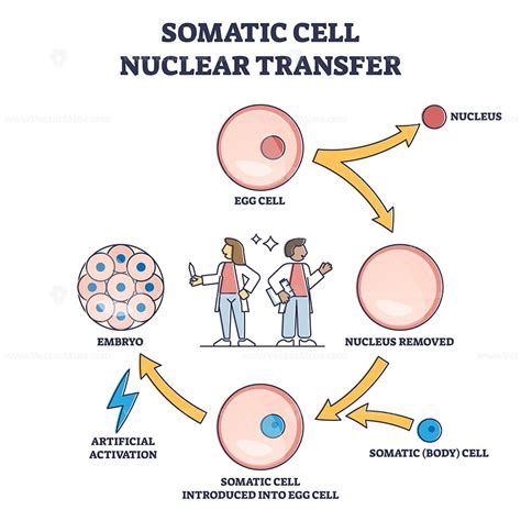 Somatic Cell Diagram