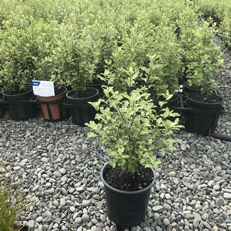 Pittosporum Tenuifolium Kōhūhū At Wai Ora Eco Source Nursery