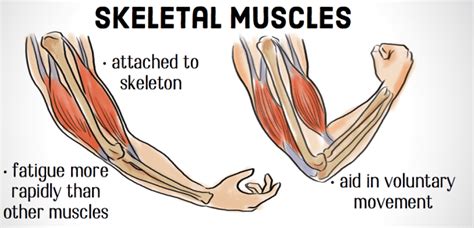 The Differences Between Skeletal Smooth Cardiac Muscles Owlcation