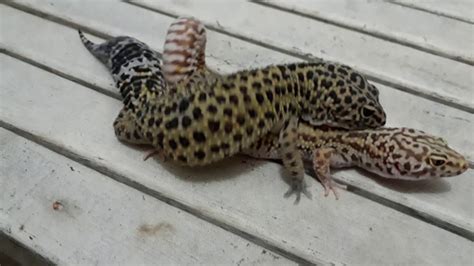 Leopard Gecko Breeding Youtube