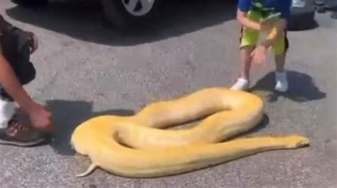 Roma Filmato Un Gigantesco Pitone Albino In Strada A San Basilio Il