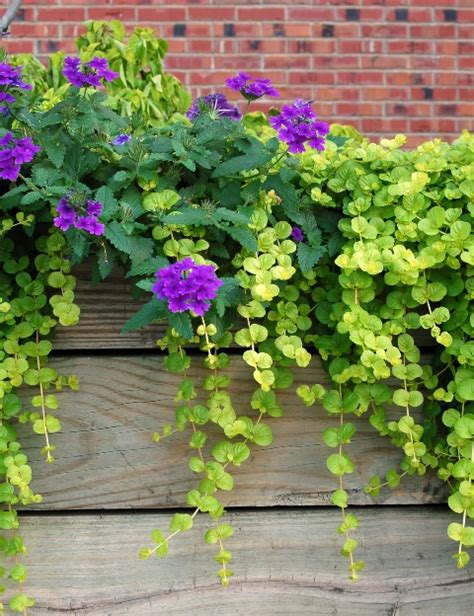 Werbena Na Balkon I Taras Werbena Uprawa Rozmna Anie Stanowisko