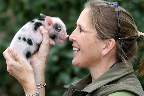 Adorable ‘teacup Pigs Are Latest Hit With Brits