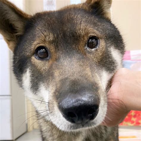 【里親募集 四国犬？のグッドガール くろこちゃん】ペットのおうち 岡山県 徒然犬三昧【ゴマ／黒四国犬・クロ地犬・トラ雑種】グレージュヤギ＆茶ヤギ