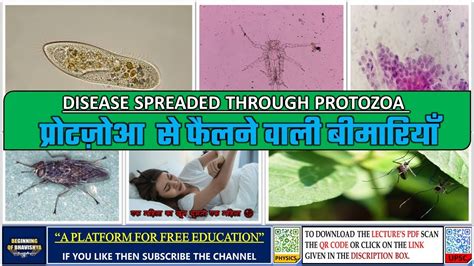 48 Disease Through Protozoa प्रोटज़ोआ से फैलने वाली बीमारियाँ Youtube