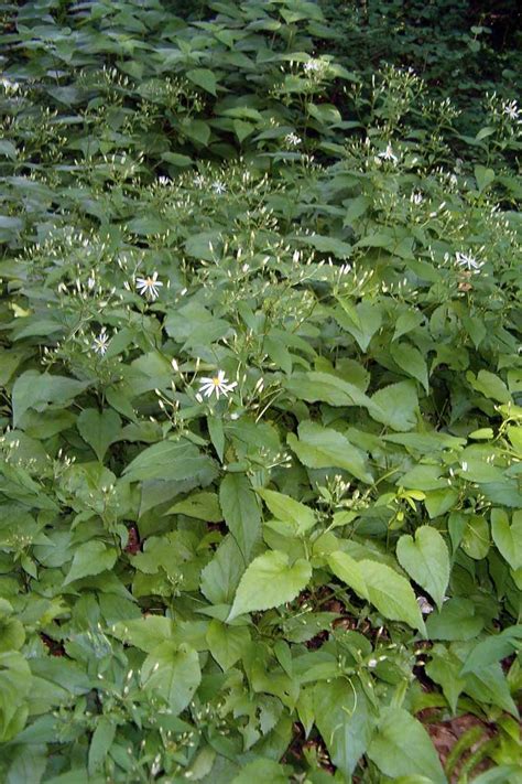 How To Grow And Care For White Wood Asters Gardeners Path