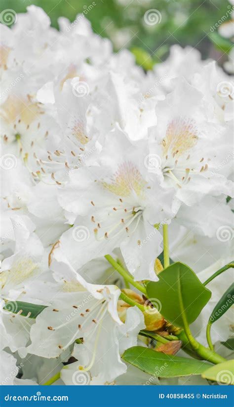 Flor Branca Do Rododendro De Haaga Imagem De Stock Imagem De Arte