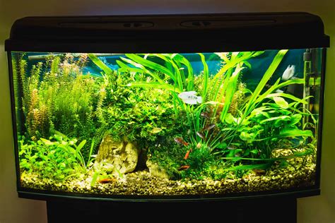 Planted Aquarium Lighting Calculator » Plan Your Lights - LampHQ