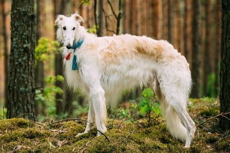 White Russian Dog Borzoi Hunting Dog In Spring Stock Image Image Of