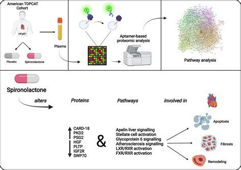 Proteomic Analysis of Effects of Spironolactone in Heart Failure With ...