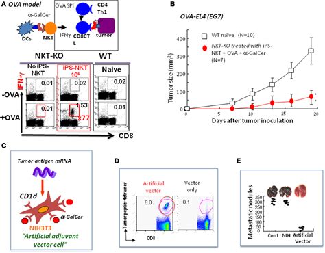 Frontiers Nkt Cells As An Ideal Anti Tumor Immunotherapeutic