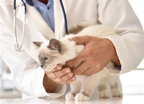 Cat Dandruff Causes And Tips To Treat It — Modern Vet