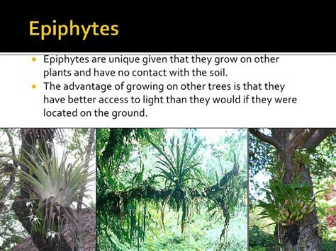 🎉 Plant adaptation to environment. Biology of Plants: Plant Adaptations ...