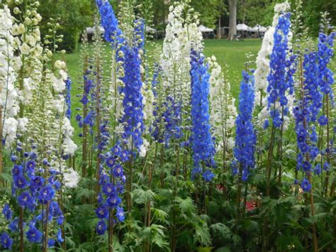 Mostre Mercato Di Giardinaggio In Maggio Nel Nord Ovest Passione