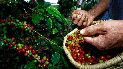 Cosecha De Café Baja A Nivel De Hace 50 Años Cnoc Imagen Agropecuaria