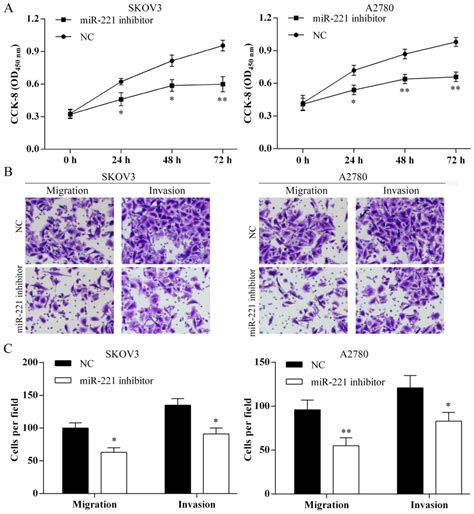 Overexpression Of MiRNA 221 Promotes Cell Proliferation By Targeting