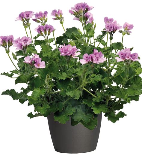 Pelargonium citriodorum Géranium d odeur au parfum citron Feuillage