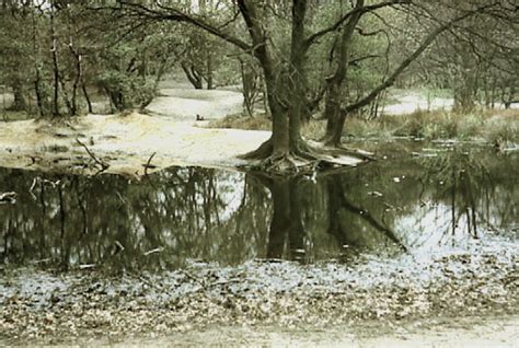 Trees Hampstead Heath London 1964