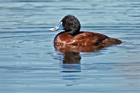 BirdLife Melbourne - Blue-billed Duck