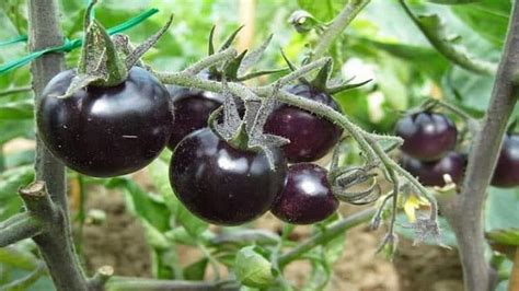 Черные помидоры: фото низкорослых сортов томатов и как они называются