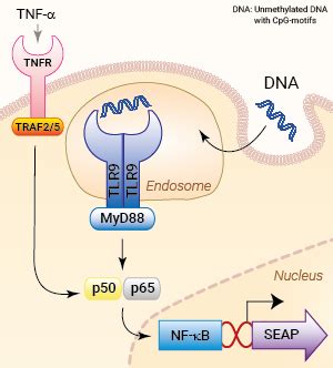 Human TLR9 Reporter HEK293 Cells HEK Blue HTLR9 InvivoGen