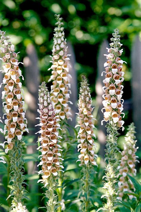 24 Deer-Resistant Flowers with Beautiful Blooms