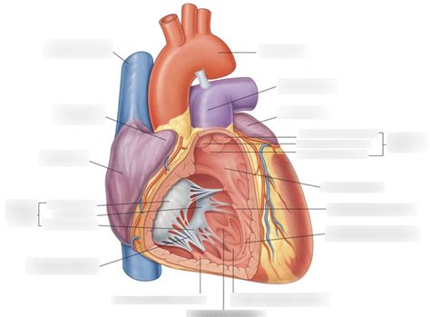 Right Ventricle Diagram Quizlet