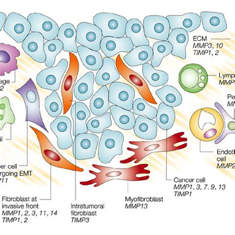 Functions Of Mmps In Cancer Progression The Matrix Metalloproteinases